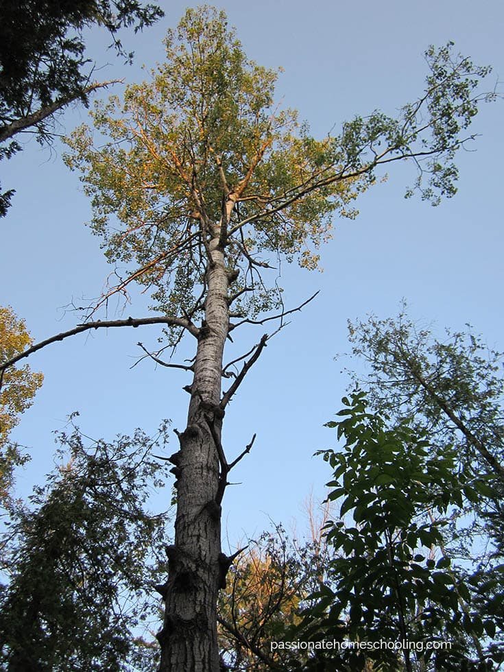 Tall tree in the woods.