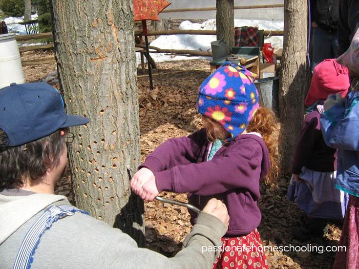 Young child tapping a male tree.