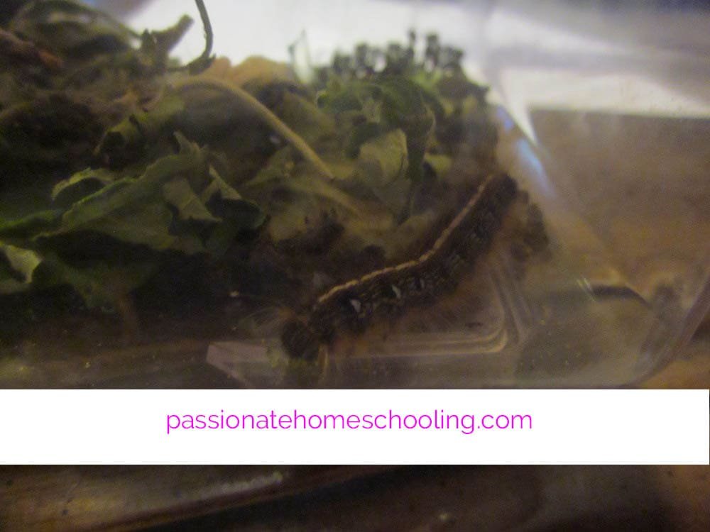 A tent caterpillar in a bug container.