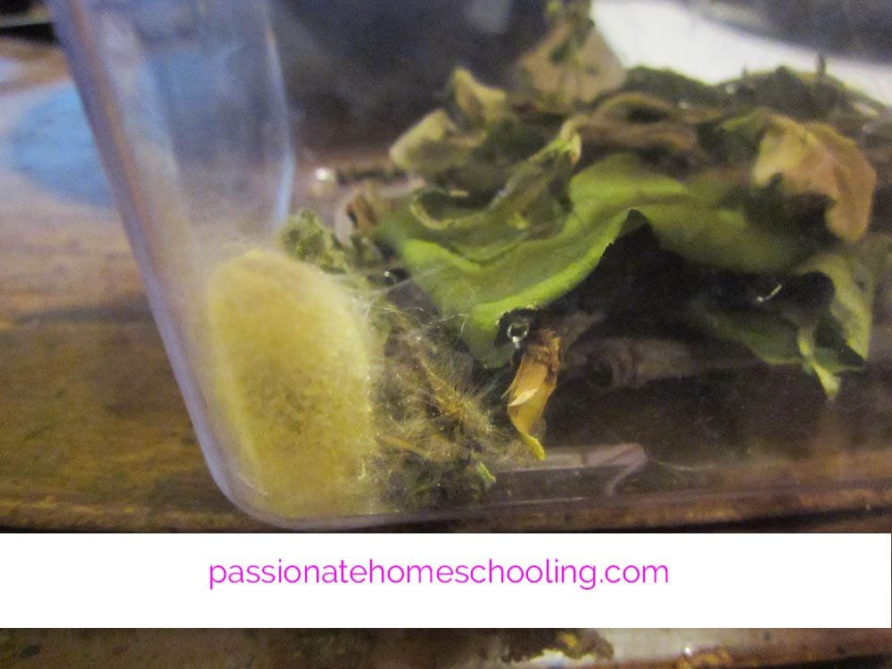 Tent caterpillar cocoon in a kids bug container.