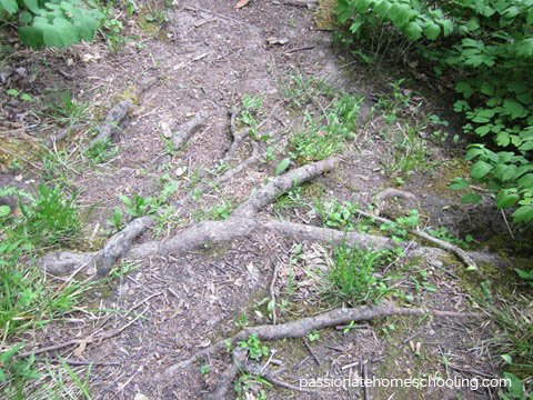 Tree roots showing above ground.