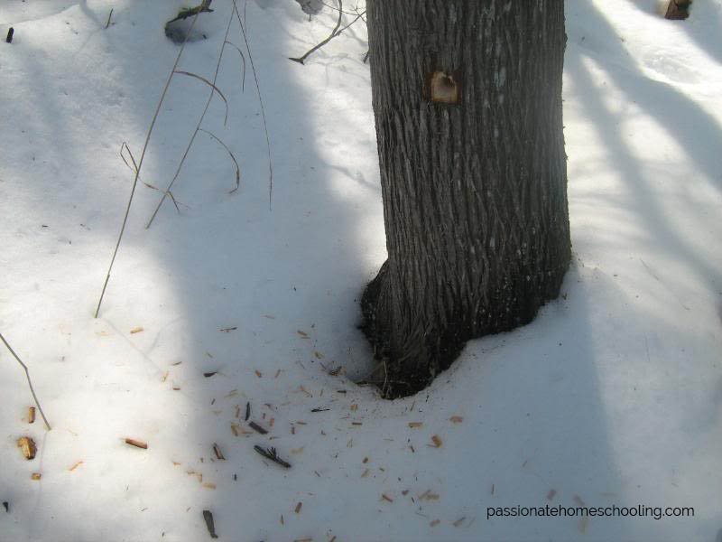 Hole chewed into the side of a tree.