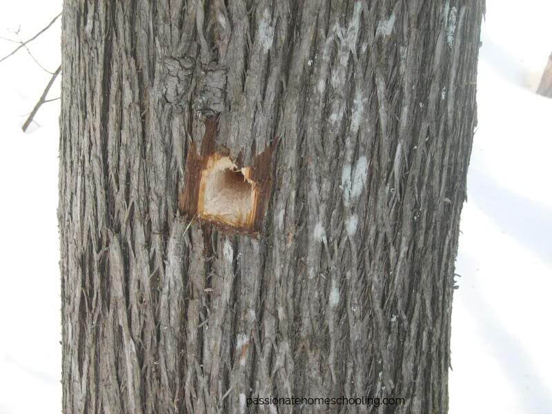 Close up of the hole in a tree.