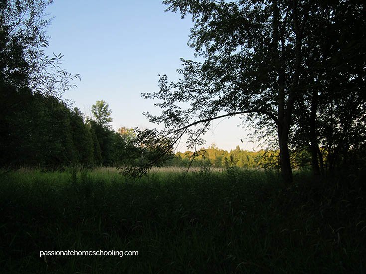 Meadow and trees getting darker as the sun goes down.