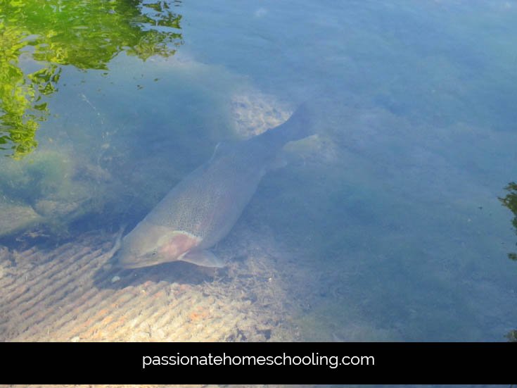 Close up of a trout in a stocked pond.