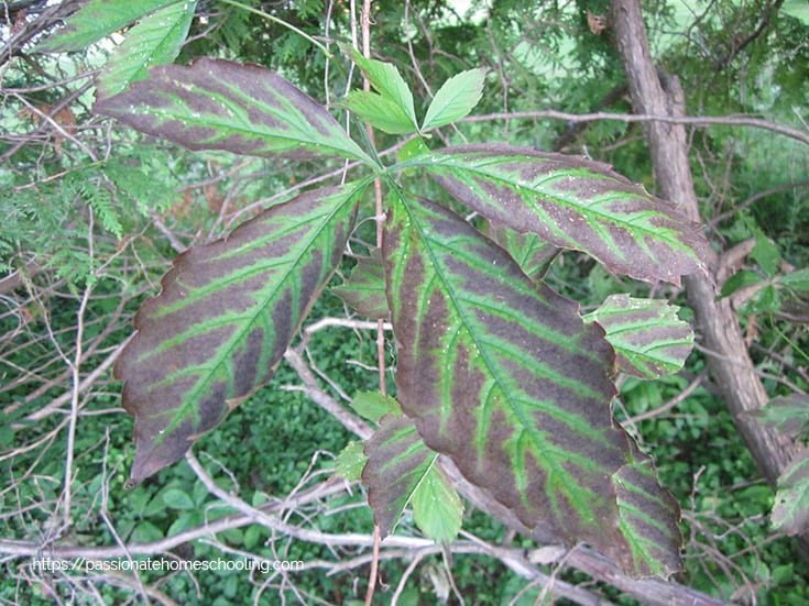 Large Virginia creeper leaf starting to turn purple.