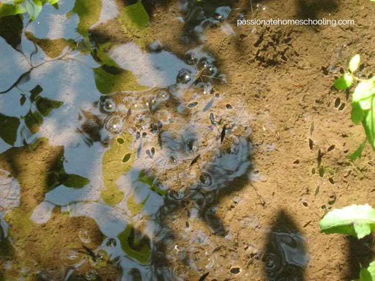Water striders in a small stream.
