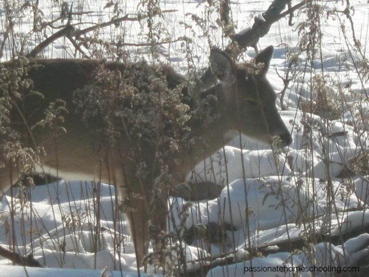 A white tailed deer standing in the snow.