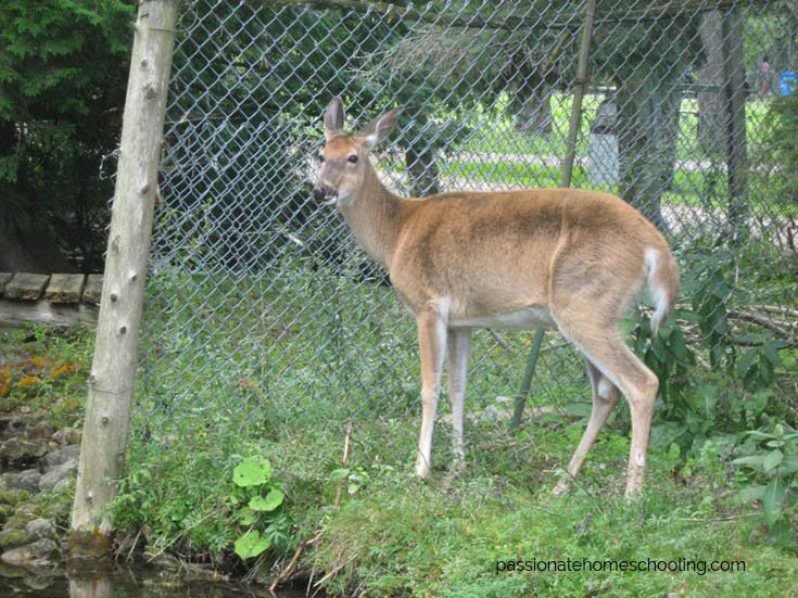 White tailed deer standing by a wire fence.
