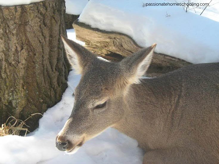 Close up of a white tailed deer's face while it lays in the snow.