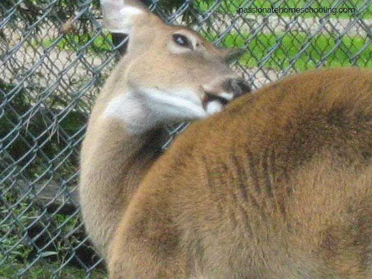 A white tailed deer grooming its back.