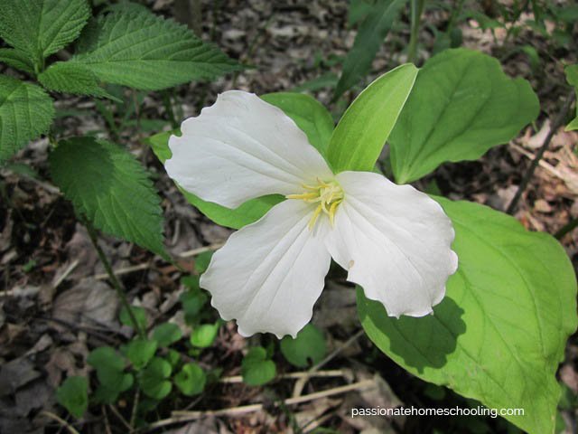 White trillium flower blooming in the woods.