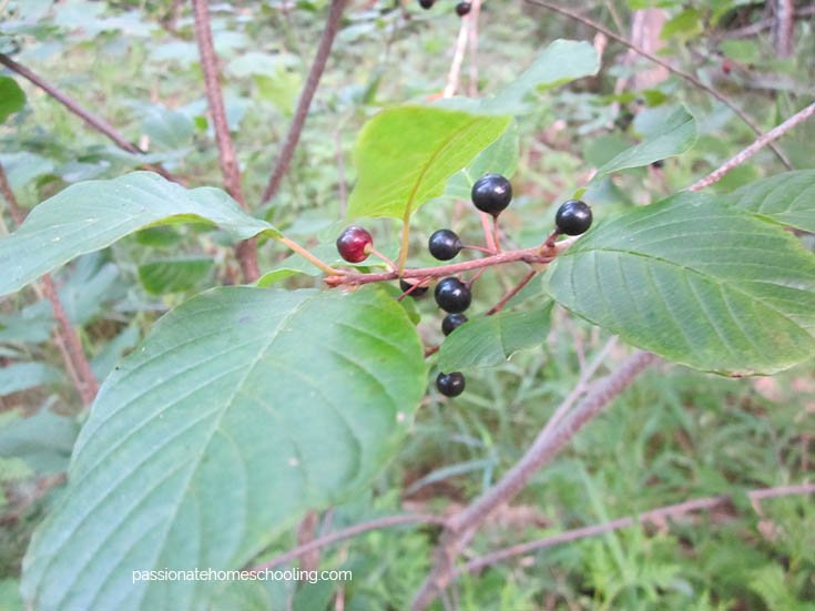 Small black and red berries on a bush.