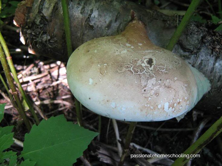 Tan colored mushroom growing on a log.