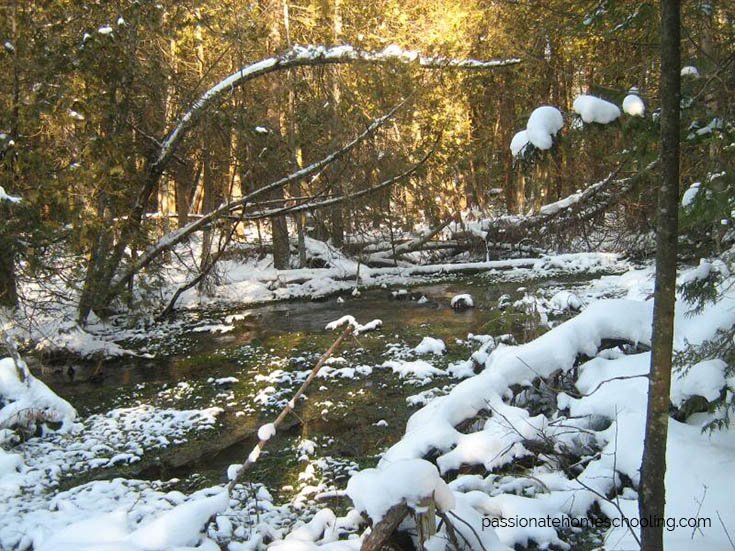 River and trees with snow covering it.