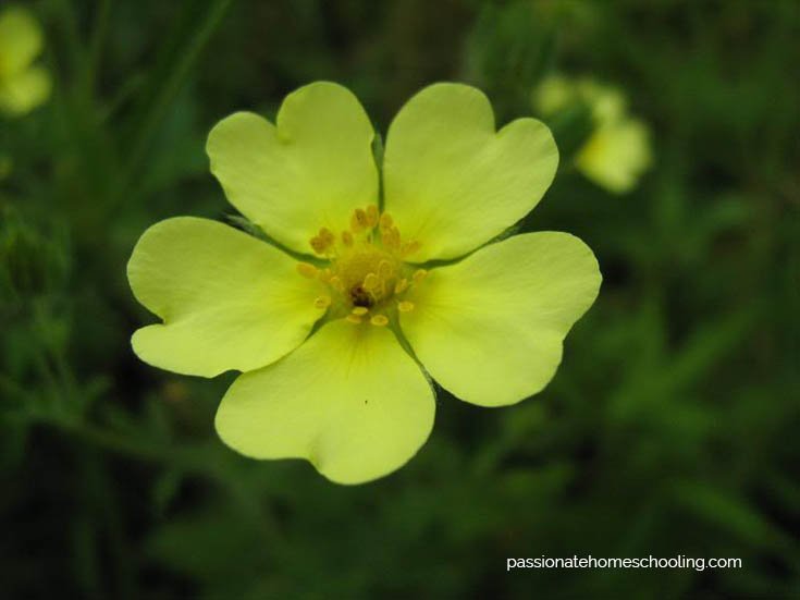 Yellow flowers.