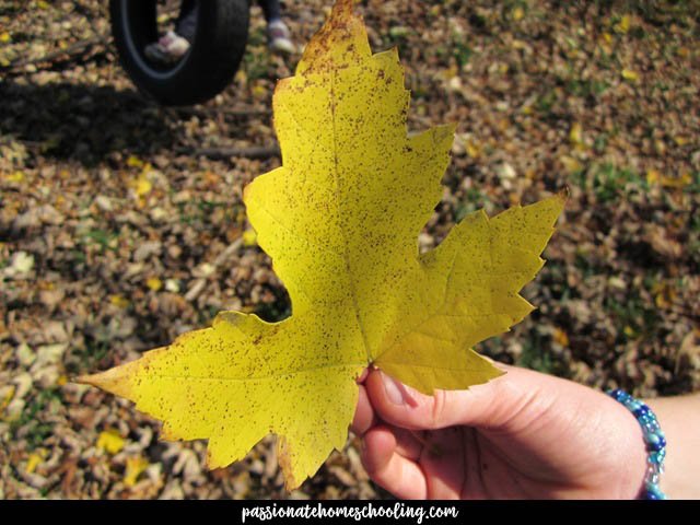 A child holding a large yellow maple leaf.