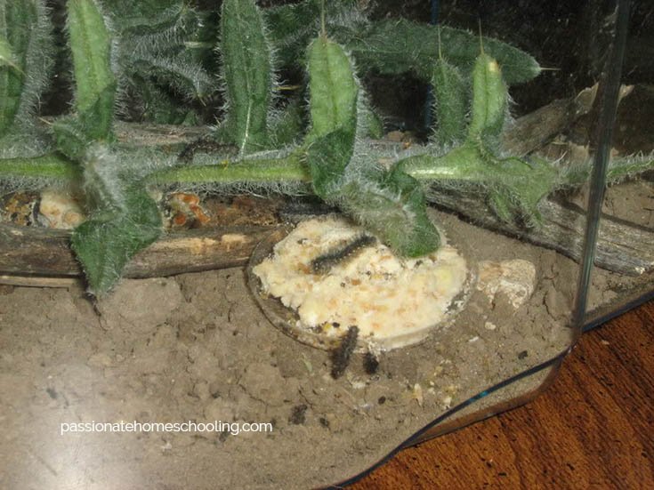 Tiny Painted Lady caterpillars in a terrarium.