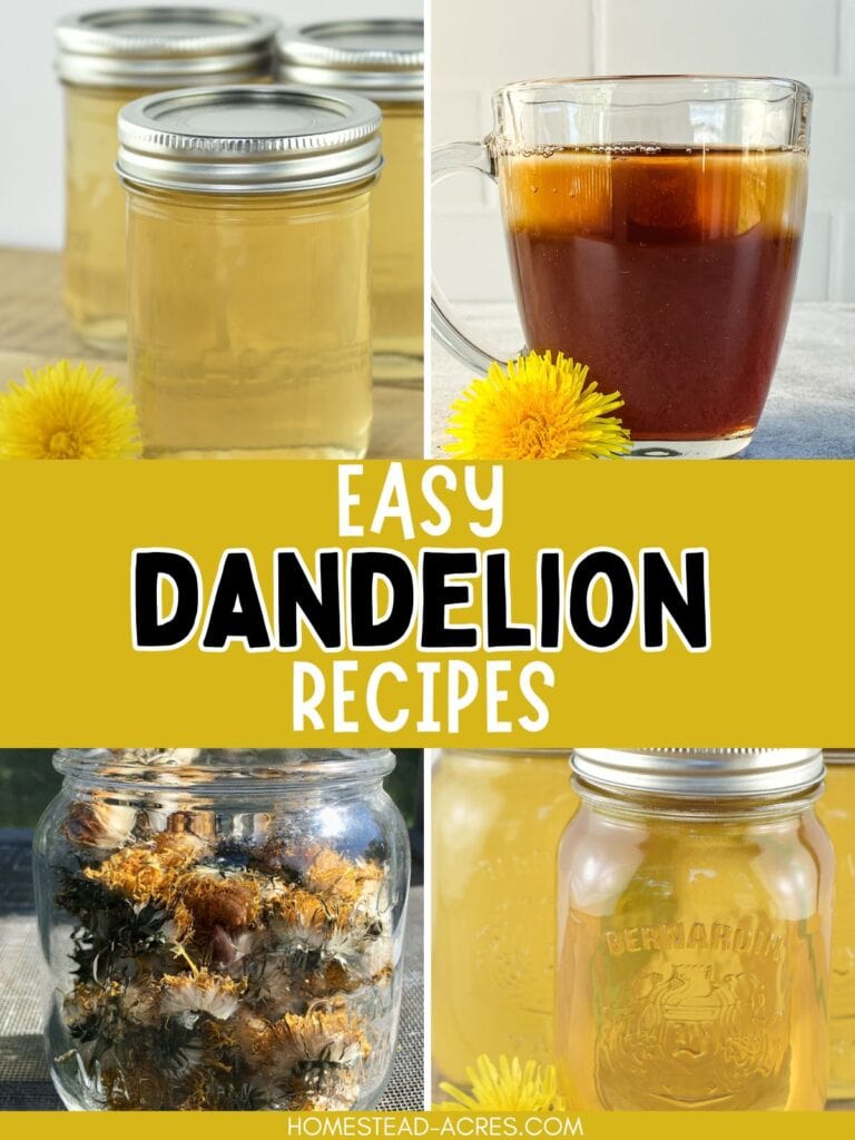 A collage of jars of dandelion syrup and jelly, a cup of dandelion iced tea, and dried dandelion flowers. The text overlay says Easy Dandelion Recipes.