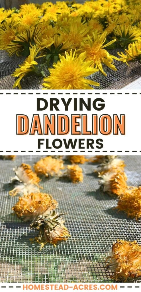 A collage of fresh and dried dandelion flowers. The text overlay says Drying Dandelion Flowers.