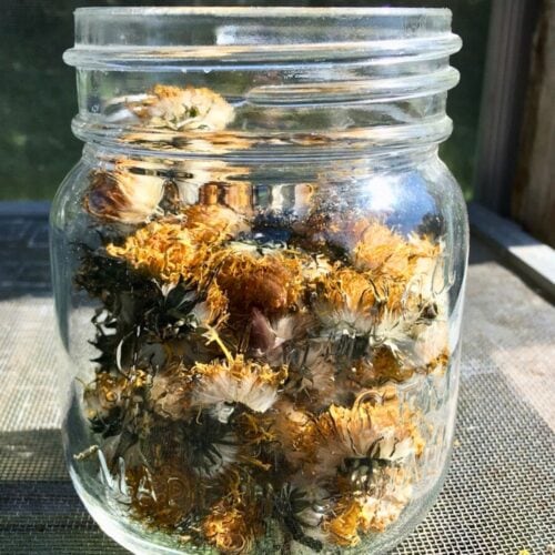 A glass jar filled with dried dandelion flowers.
