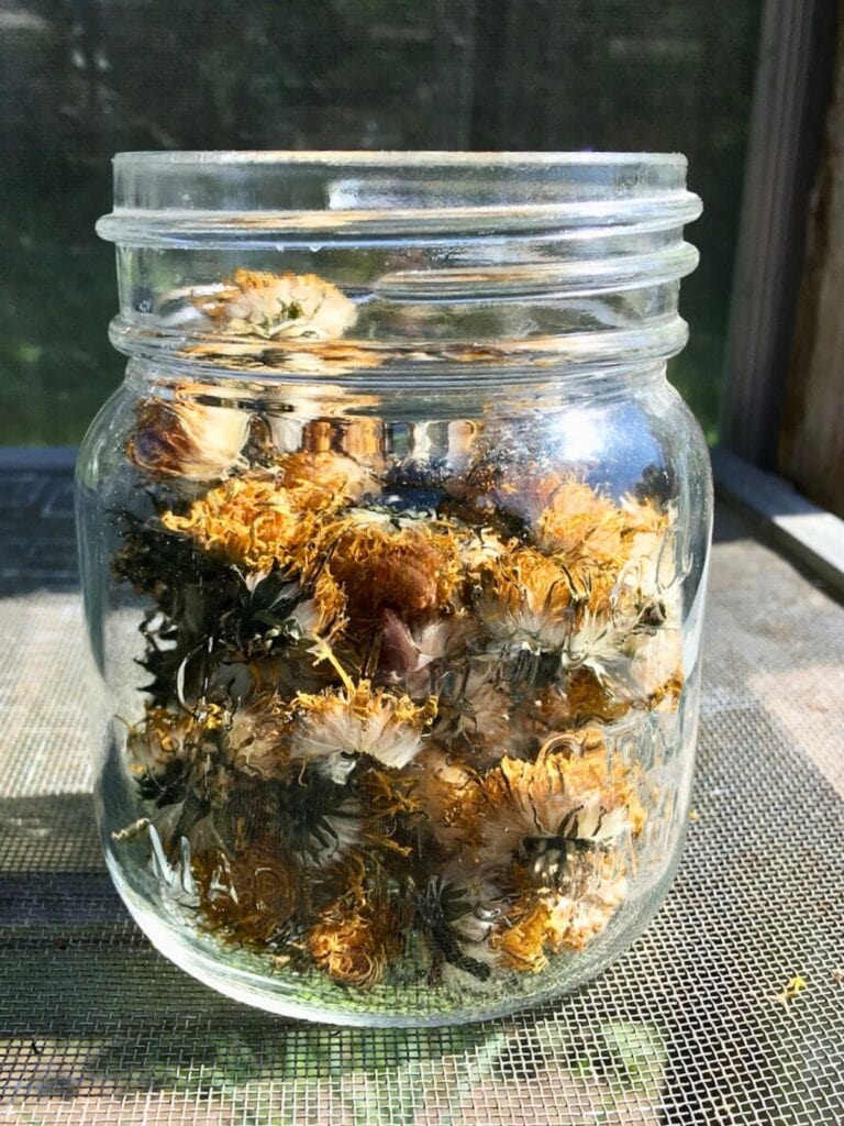 A glass jar filled with dried dandelion flowers.