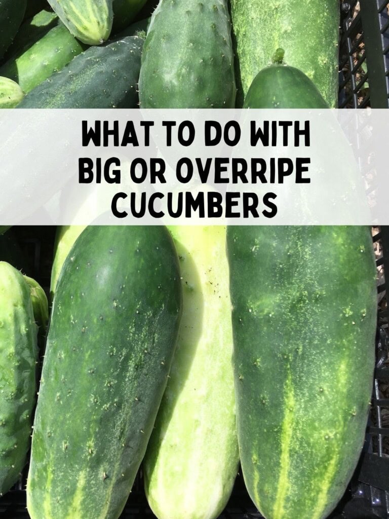 A plastic basket filled with large and overripe cucumbers starting to turn yellow and white. The text overlay says What To Do With Big Or Overripe Cucumbers.