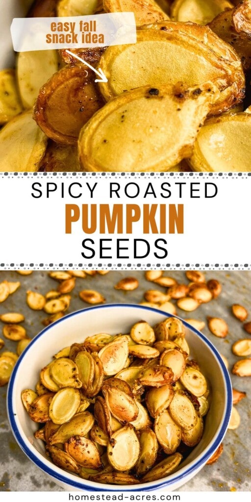 Collage of roasted spicy pumpkin seeds in a container and on a baking sheet.