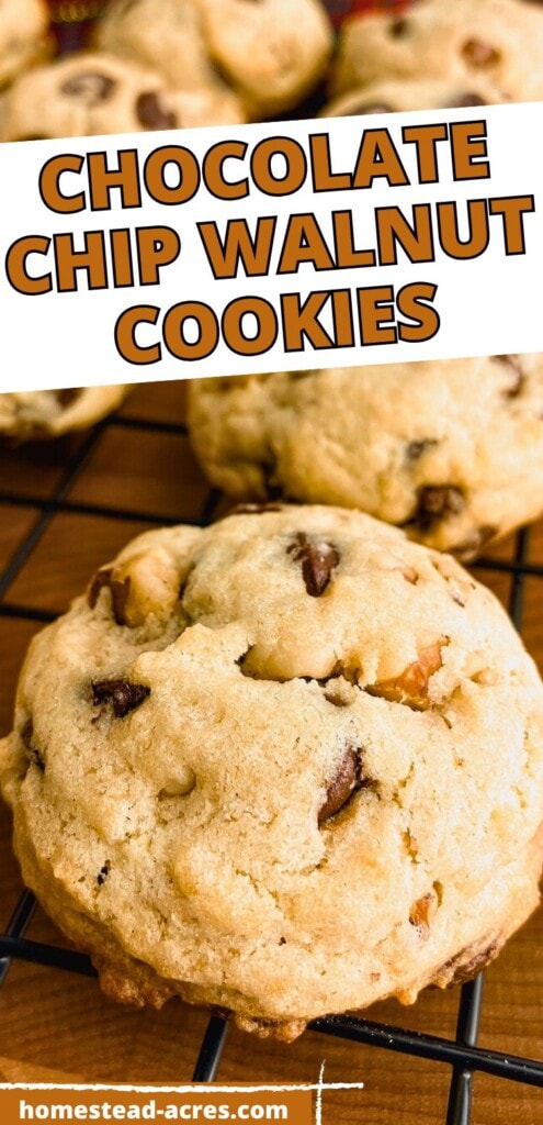 Homemade chocolate chip walnut cookies on a wire cooling rack. The text overlay says Chocolate Chip Walnut Cookies.