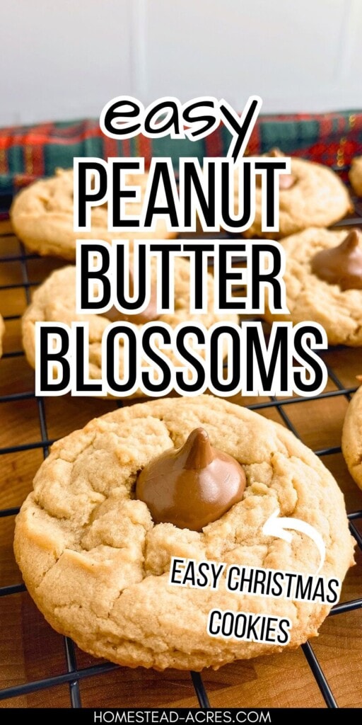 Peanut butter chocolate cookies on a wire cooling rack. The text overlay says Easy Peanut Butter Blossoms. Easy Christmas Cookies.