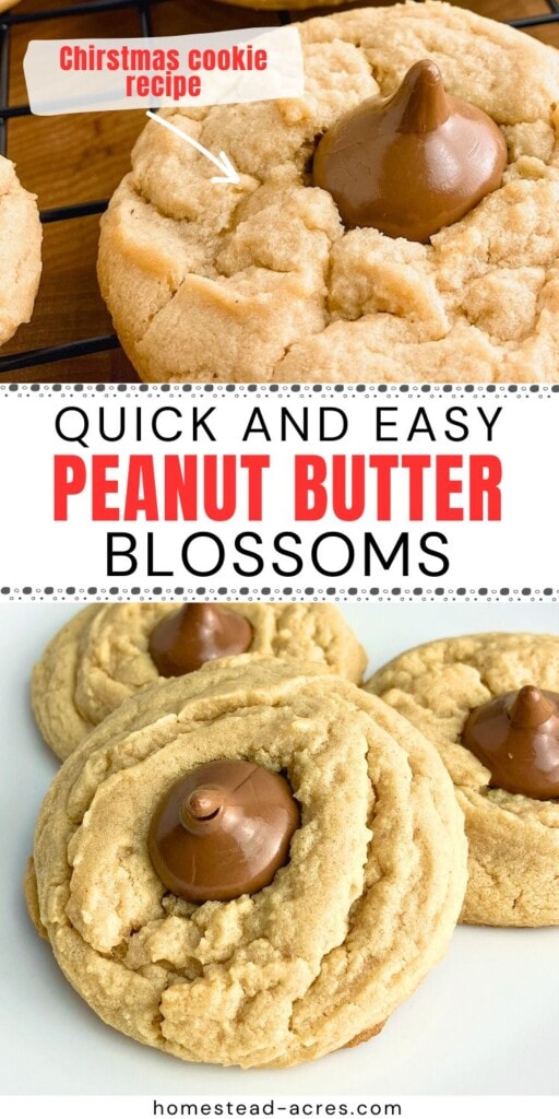 A collage of peanut butter blossom cookies on a cooling rack and platter. The text overlay says Quick And Easy peanut Butter Blossoms. Christmas Cookie Recipe.