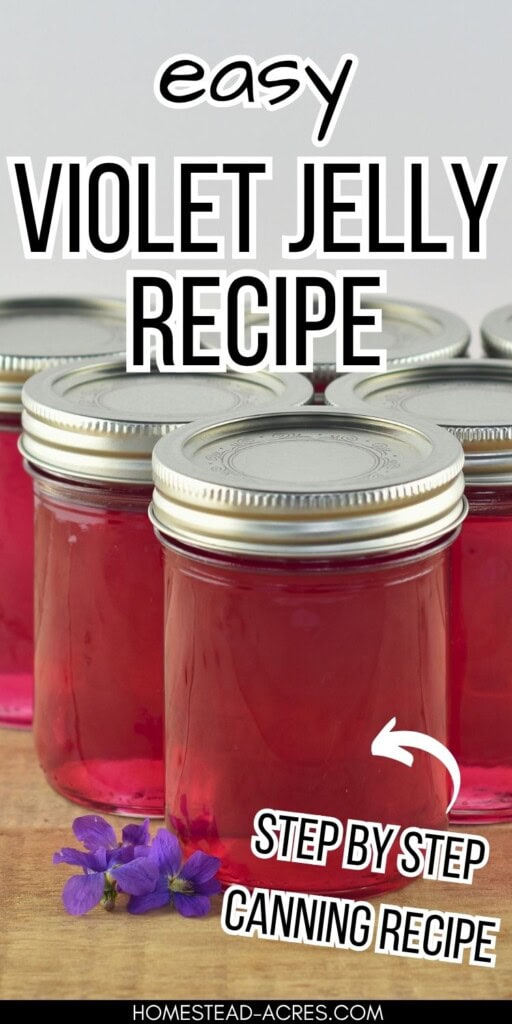 Jars of homemade violet jelly sitting on a wooden table next to two violet flowers. The text overlay says Easy Violet Jelly Recipe Step By Step Canning Recipe.