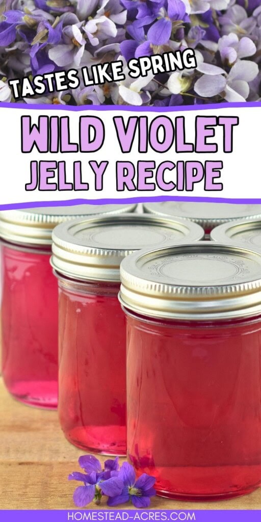 A collage of wild violet flowers and jars of homemade jelly. The text overlay says Taste Like Spring Wild Violet Jelly Recipe.