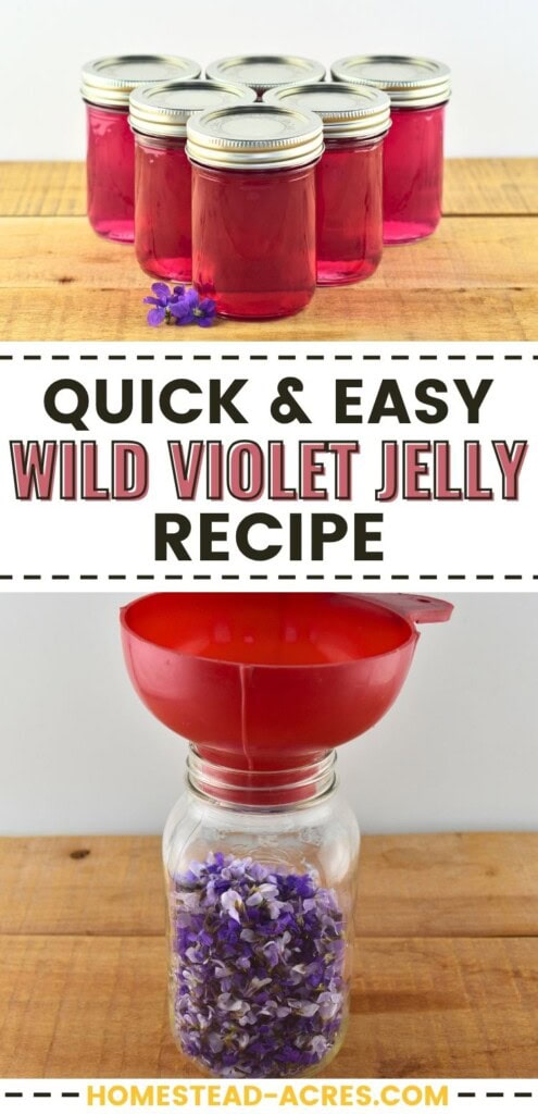 A collage of jars of violet jelly on a table and a jar of violet flowers with a funnel on top. The text overlay says Quick And Easy Wild Violet Jelly Recipe.