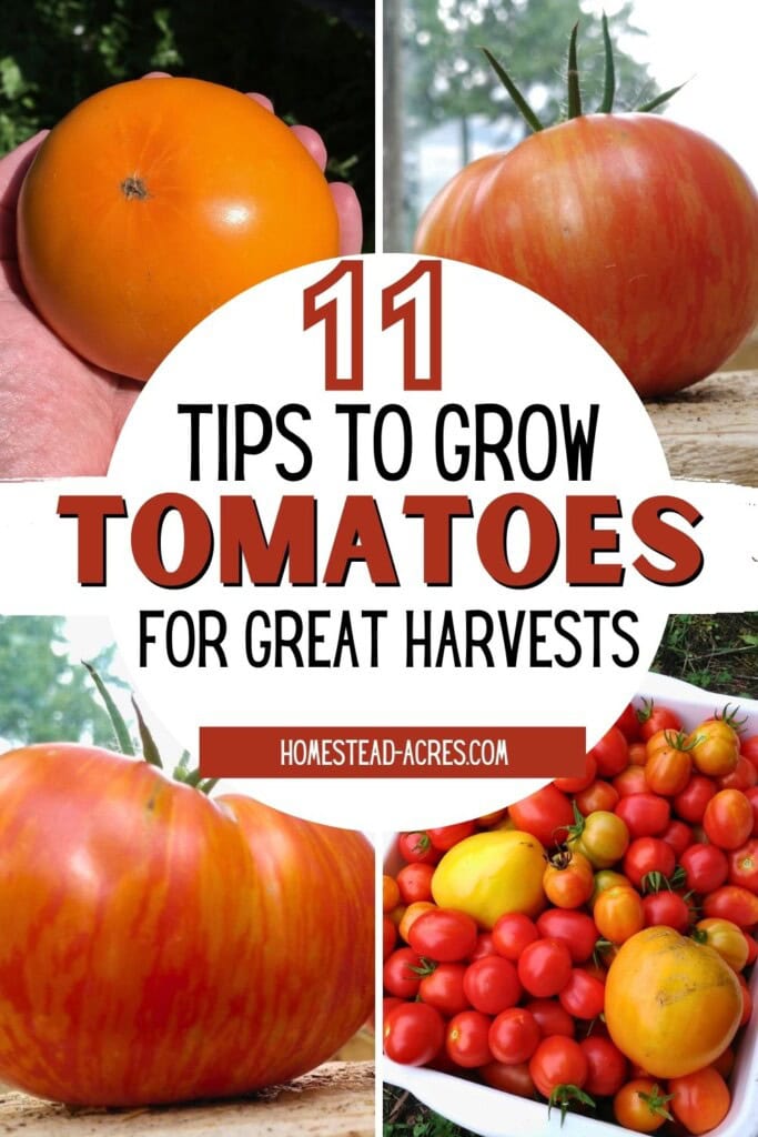 A collage of red, yellow, and red and yellow striped tomatoes. The text overlay says 11 Tips To Grow Tomatoes For Great Harvests.