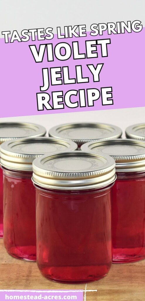 Jelly jars filled with homemade wild violet jelly are sitting on a table. The text overlay says Tastes Like Spring Violet Jelly Recipe.