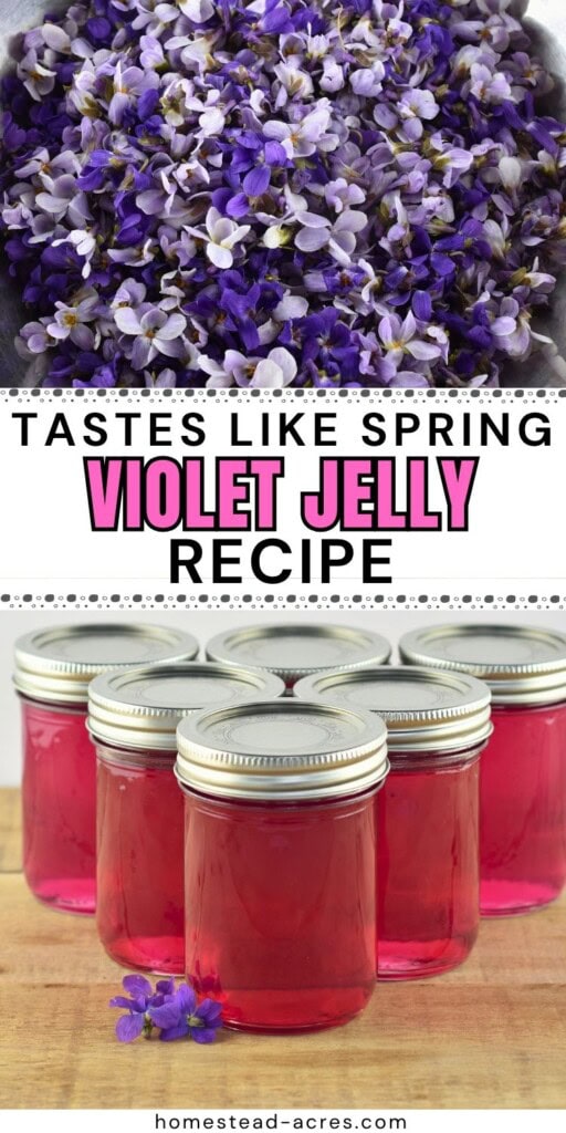A collage of a bowl of wild violet flowers and jars of homemade jelly. The text overlay says Tastes Like Spring Violet jelly Recipe.