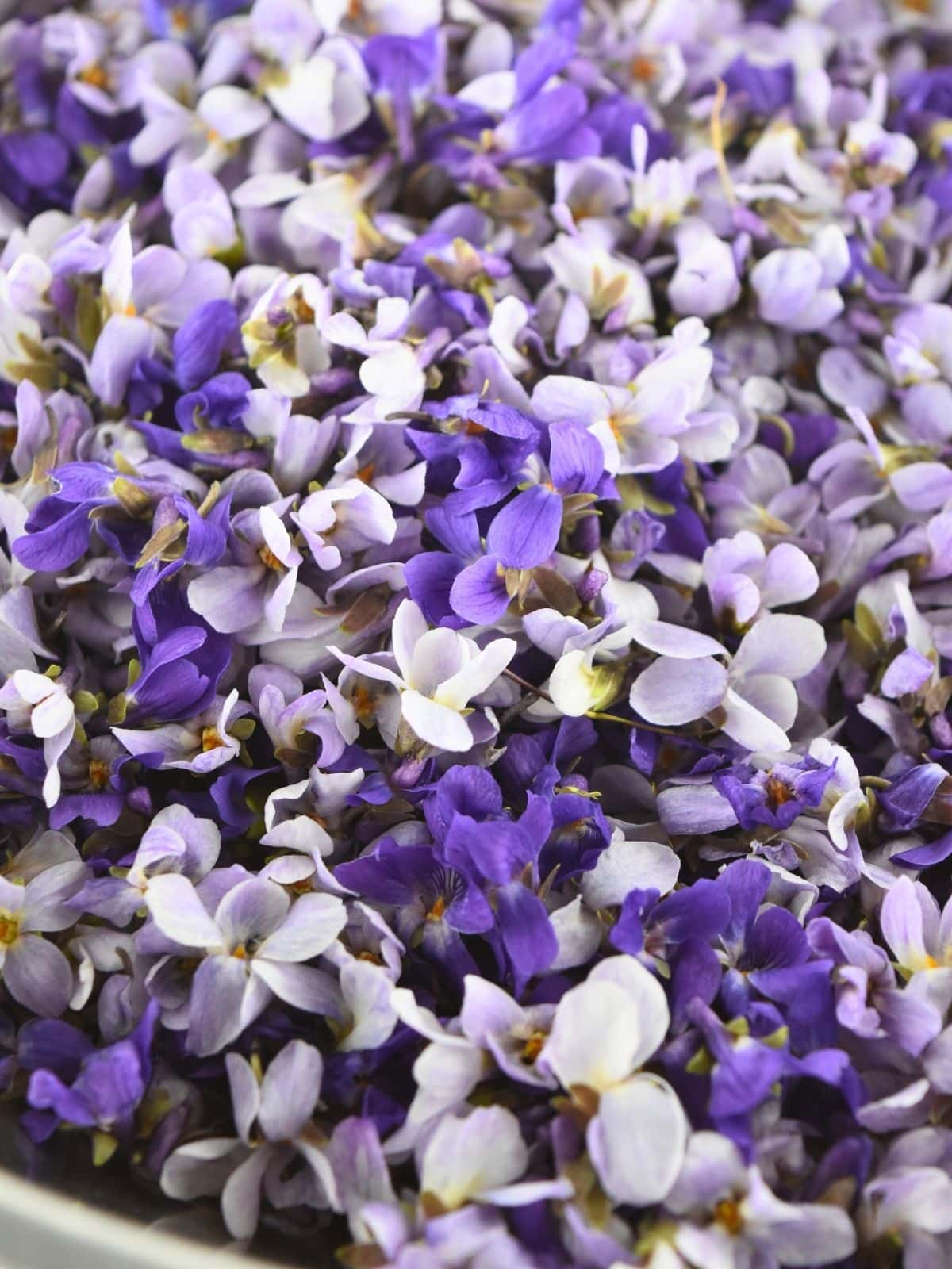 Purple and white wild violet flowers in a large bowl.