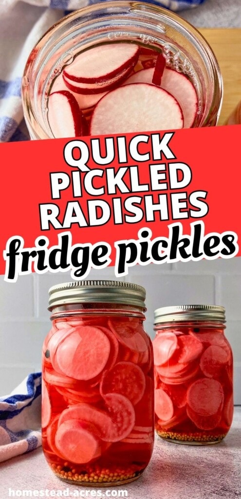 Jars of quick pickled radishes in red brine with mustard seeds at the bottom. Text reads "Quick pickled radishes fridge pickles".