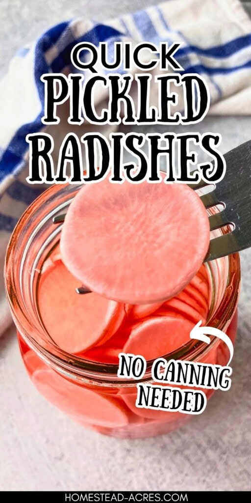 Fork lifting a pink pickled radish slice from a jar of red brine. Text reads "Quick pickled radishes" and "No canning needed".