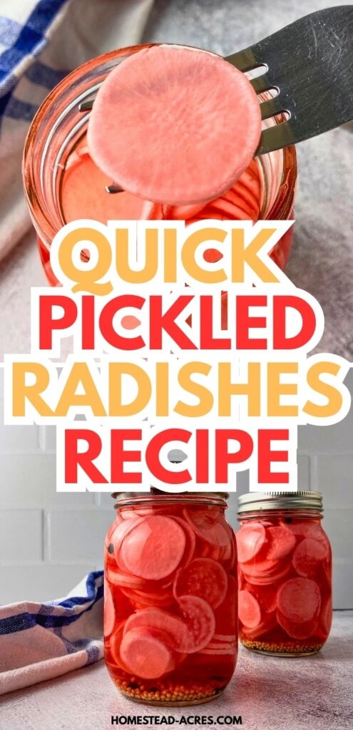 Fork lifting a pink pickled radish slice from a jar, with two jars of radishes in red brine below. Text reads "Quick pickled radishes recipe".