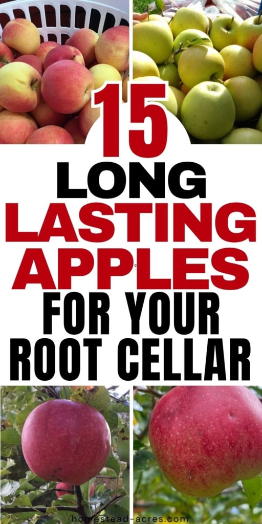 Collage of red and green apples in baskets and growing on trees for root cellar storage. Text reads "15 long lasting apples for your root cellar".