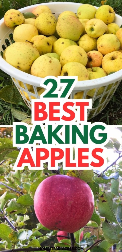 Collage image showing a basket filled with yellow apples above a large red apple growing on a leafy tree. Text reads "27 BEST BAKING APPLES".