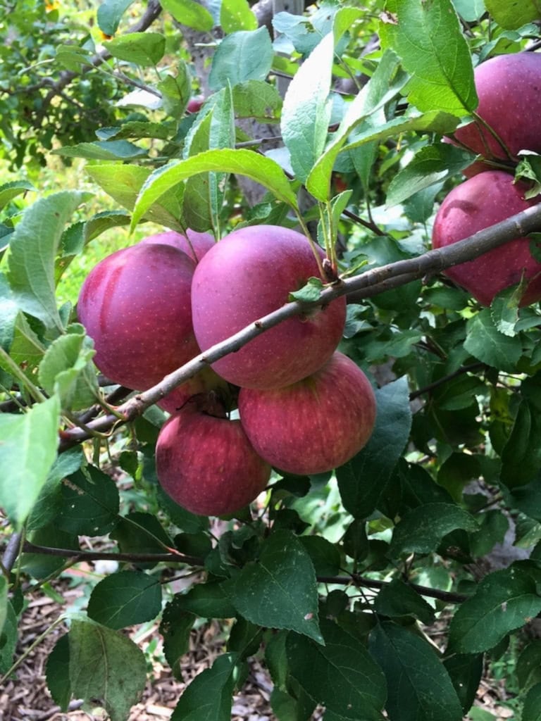 A cluster of ripe red apples growing on a leafy apple tree with several fruits hanging close together on the branches. Fresh firm apples like these can be among the best apples for baking depending on the variety.