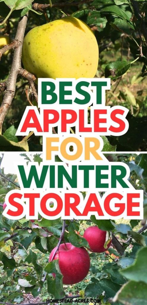 Yellow and red apples growing on tree branches for a winter storage guide. Text reads "Best apples for winter storage".