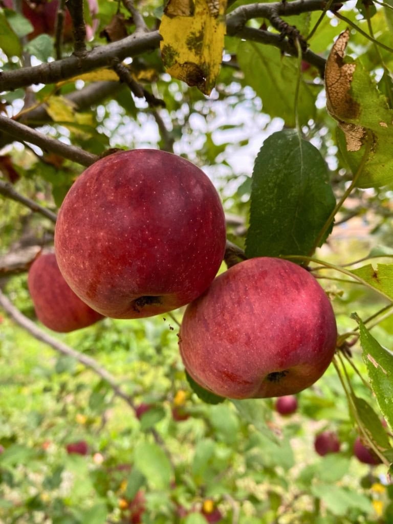 Red apples growing on a tree branch with green leaves around them for a guide on the best winter storage apples.