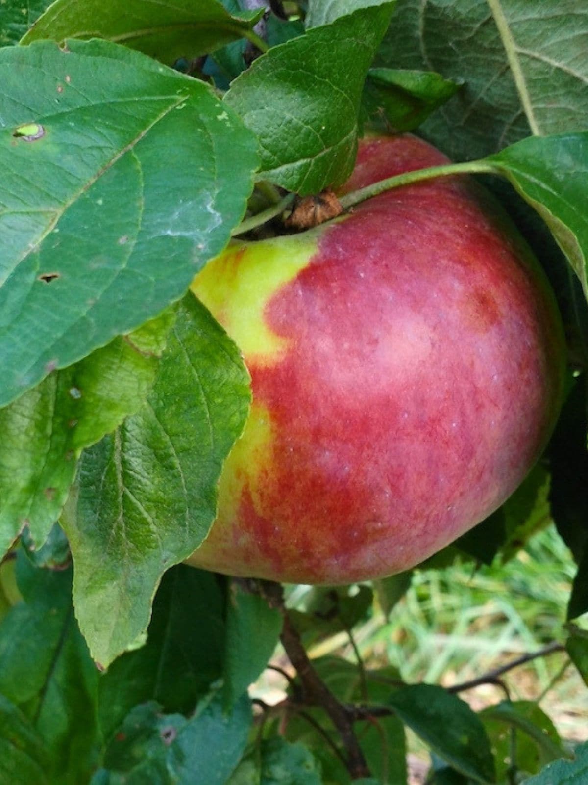Close up of a red and green Cortland apple growing on a tree among broad green leaves.
