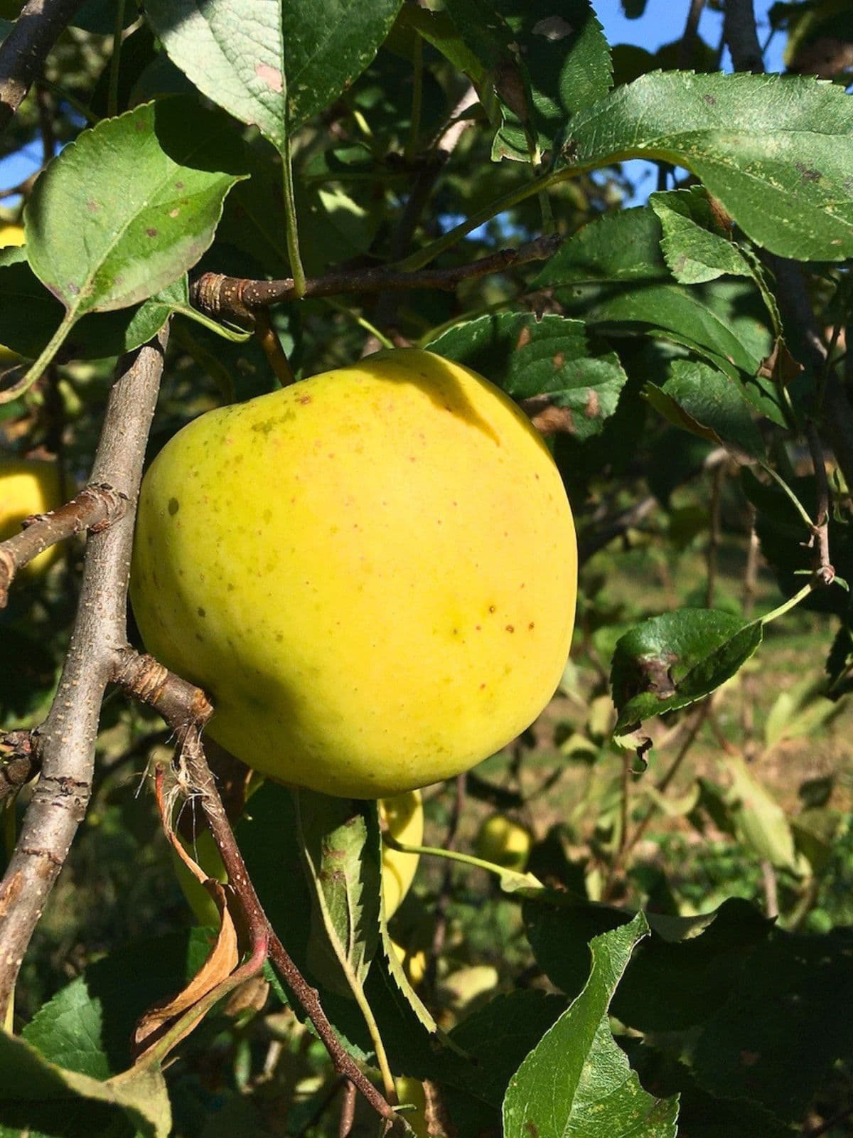 Yellow Crispin apple growing on a tree branch with green leaves around it.