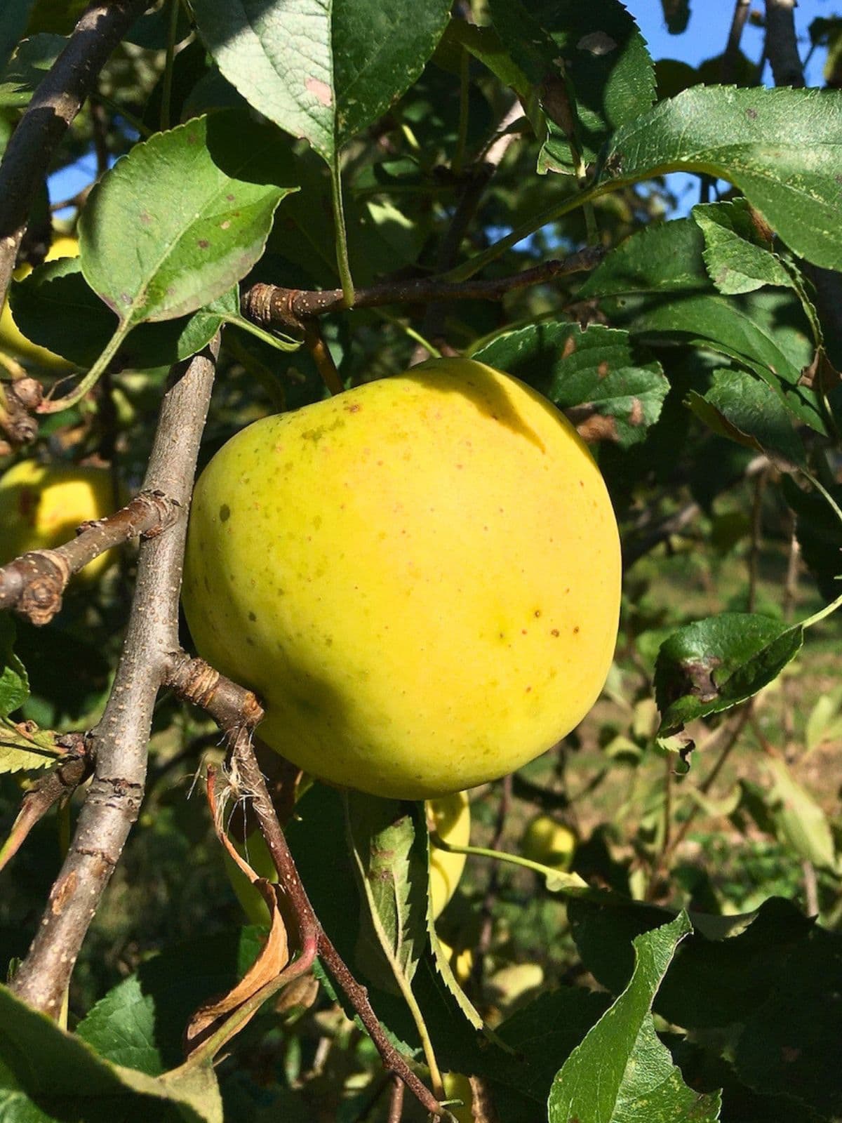Close up of a large yellow green Crispin Mutsu apple growing on a tree among leafy branches in bright sunlight.