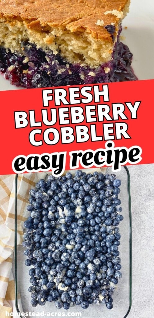 Fresh blueberry cobbler collage showing a close up of the baked cobbler and blueberries spread in a glass baking dish before baking. Text reads "Fresh blueberry cobbler easy recipe".